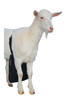 Anti Mating Anti Breeding OLOR™ Buck Apron with Harness for Goats/Sheep MEDIUM 