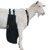 buck apron, anti-mating shield, anti mating shield, goat apron, ram apron, buck bib