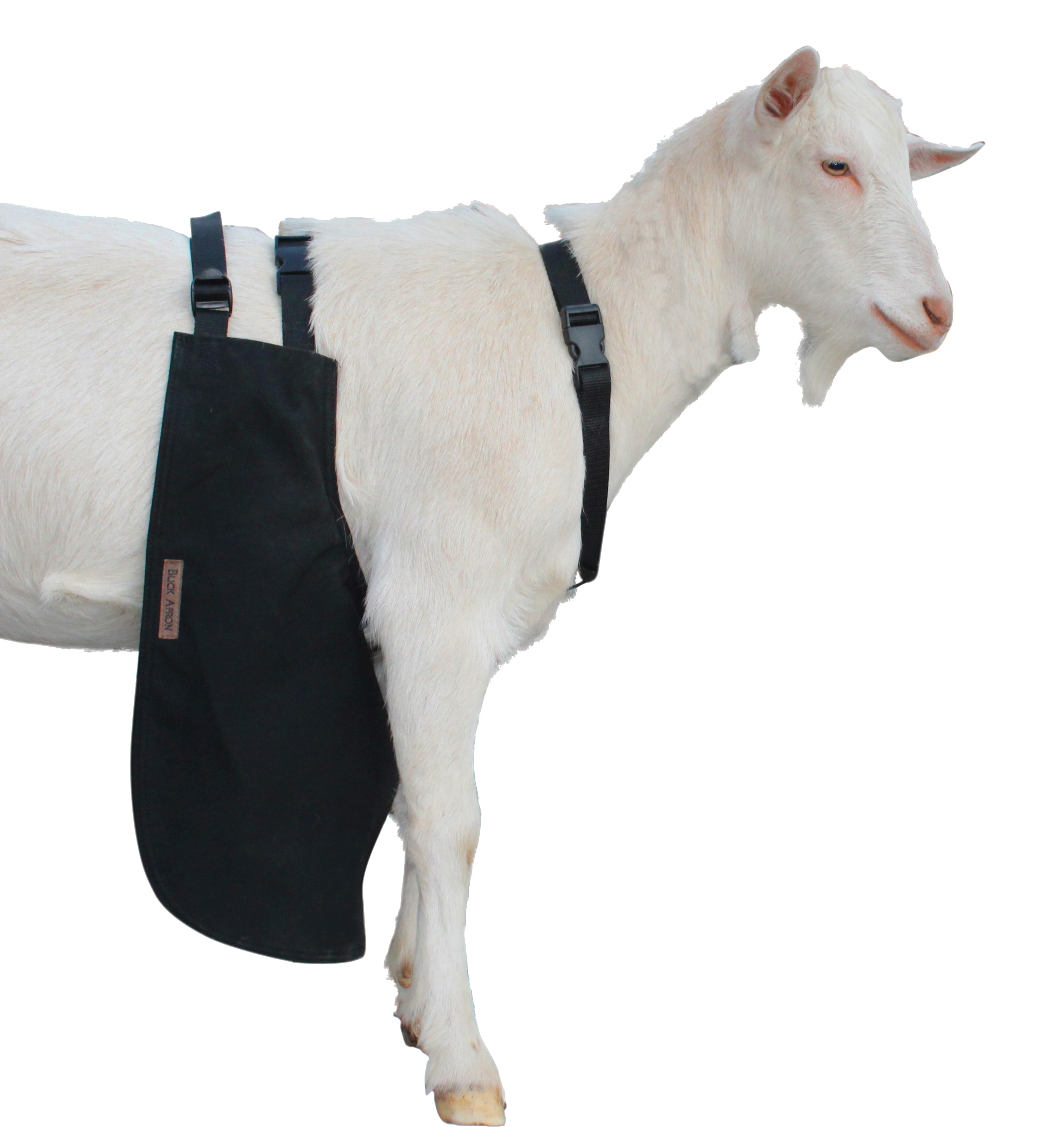 Urine Scald /& Odor Control OLOR™ Buck Apron Goats//Sheep X LARGE REGULAR
