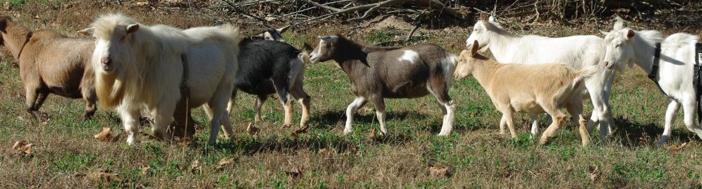 ND bucks wearing buck aprons and living living with the herd